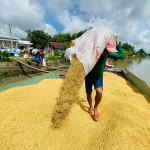 Giá nông sản hôm nay (19/5): Đầu tuần, giá các mặt hàng nông sản chủ lực ổn định, đi ngang