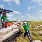Bài toán 60 ngày "đóng cửa" của Philippines: Việt Nam có cơ hội mở rộng thị trường gạo