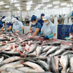 Thủy sản Việt Nam “ăn nên làm ra” bất chấp thuế Mỹ
