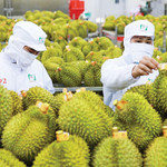 Sầu riêng “lội ngược dòng”, dẫn dắt tăng trưởng toàn ngành rau quả