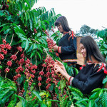 Giá nông sản hôm nay (21/5): Giá cà phê khu vực Tây Nguyên bất ngờ tăng hơn 2.000 đồng/kg