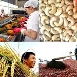 Giá nông sản hôm nay (9/6): Đầu tuần nông sản chủ lực ổn định, ít biến động so với phiên cuối tuần