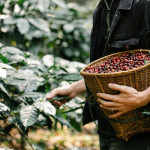 Giá nông sản hôm nay (25/5): Cà phê, hồ tiêu ổn định phiên cuối tuần