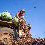 Giá nông sản hôm nay (21/6): Giá cà phê Tây Nguyên giảm sâu kỷ lục, còn hơn 100.000 đồng/kg
