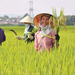 Từ “Khoán 10” đến “Bộ tứ chiến lược”: Cuộc “giải phóng” nông dân và cơ hội nảy mầm cho kinh tế tư nhân