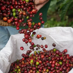 Giá nông sản hôm nay (13/5): Thị trường cà phê trong nước ảm đạm, giảm nhẹ 500 đồng/kg