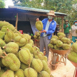 Sầu riêng Việt Nam cần thay đổi chiến lược thị trường