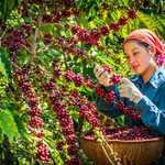 Sàn thương mại điện tử chuyên về nông sản đầu tiên tại Việt Nam gia nhập “đường đua” thương mại