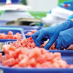 Gặp khó ở thị trường chủ lực, cá ngừ Việt Nam tăng tốc sang Trung Đông