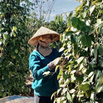 Giá nông sản hôm nay (17/5): Đắk Lắk dẫn đầu về giá tiêu sau khi tăng 1.000 đồng/kg