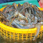 Tôm Việt bùng nổ, xuất khẩu tháng 10 lập đỉnh mới