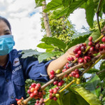 Giá nông sản hôm nay (7/3): Giá cà phê bất ngờ đứt gãy chuỗi đà tăng nhiều ngày