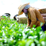 Bộ Công Thương vào cuộc tháo gỡ gần 500 container bị ách tắc tại Pakistan