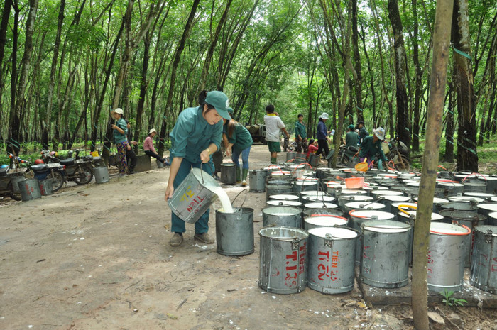 PHR sẽ chuyển đổi phần lớn quỹ đất sang mục đích khác, nhưng đặt mục tiêu duy trì sản lượng cao su tiêu thụ ổn định khoảng 30.000 tấn/năm