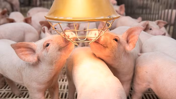 Heo hơi sốt giá, sóng cổ phiếu ngành chăn nuôi có hình thành?