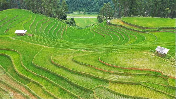 Bản giao hưởng của lúa - 4