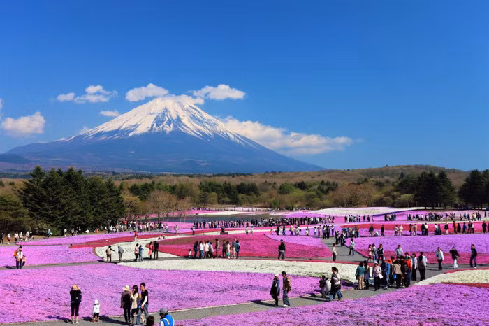 Fuji Shibazakura ivivu 1