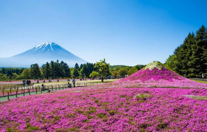 Fuji Shibazakura ivivu 2