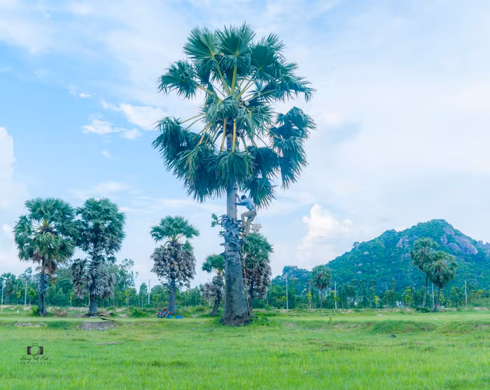 Bảy Núi An Giang - Xứ sở thốt nốt làm say lòng lữ khách - 8