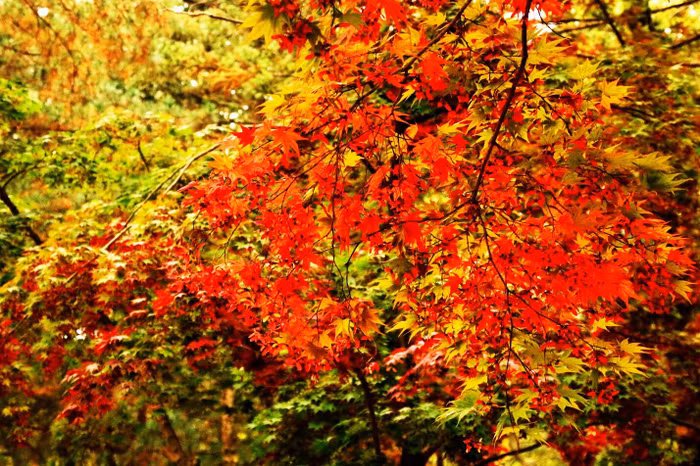 Đảo Nami mùa thu đẹp ma mị, mê đắm du khách - 5