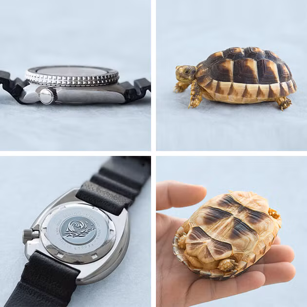 dong ho seiko turtle