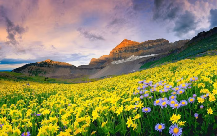 Những cánh đồng hoa đẹp như trong truyện cổ tích trên thế giới - 13