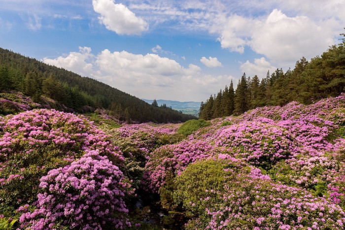 Những cánh đồng hoa đẹp như trong truyện cổ tích trên thế giới - 6