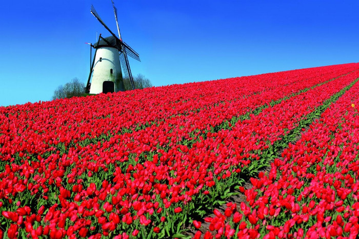 Những cánh đồng hoa đẹp như trong truyện cổ tích trên thế giới - 2