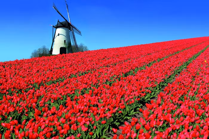 Những cánh đồng hoa đẹp như trong truyện cổ tích trên thế giới - 2