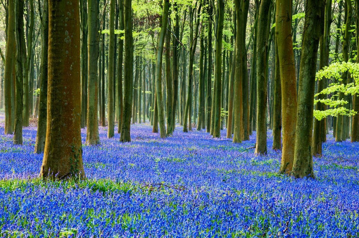 Những cánh đồng hoa đẹp như trong truyện cổ tích trên thế giới - 7