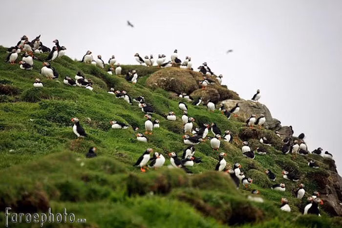 Khám phá quần đảo Faroe - “bí mật du lịch” được giữ kín nhất châu Âu - 4