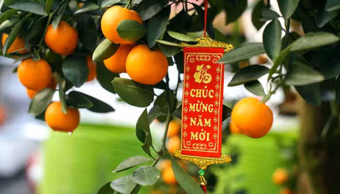 cây quất