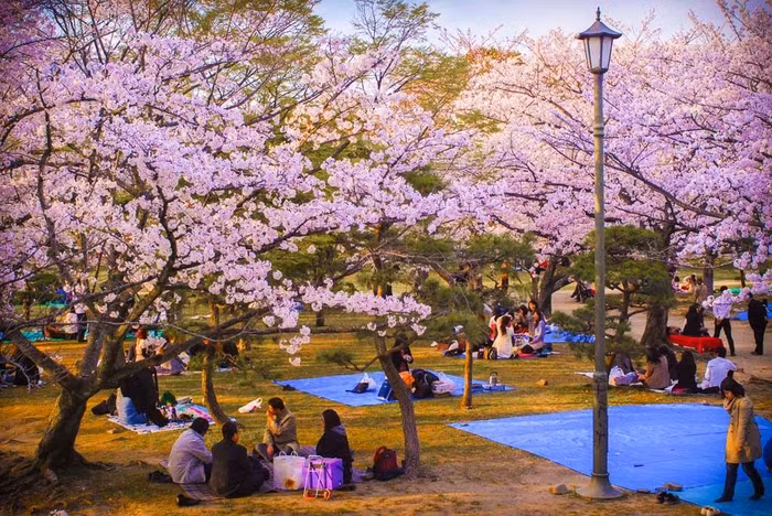 Khám phá lễ hội hoa anh đào Hanami tại Nhật Bản - 4