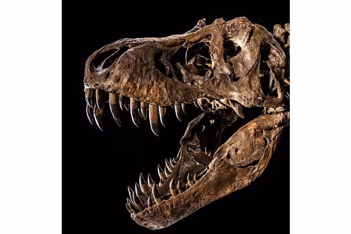 hoá thạch khủng long