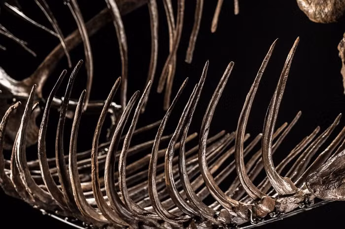 hoá thạch khủng long