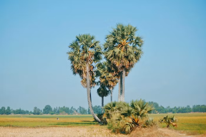 Cây thốt nốt - An Giang