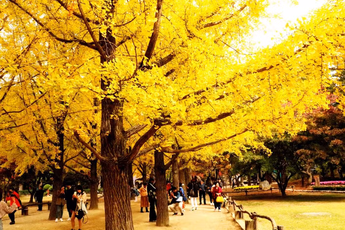 Đảo Nami mùa thu đẹp ma mị, mê đắm du khách - 3