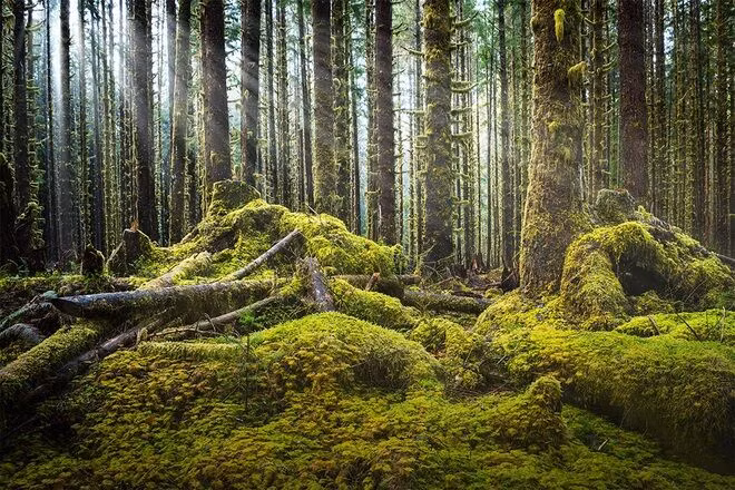 Khu rừng đẹp như trong cổ tích - 6