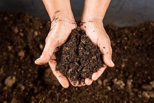 Tuyệt chiêu dùng sữa hết hạn chăm sóc khu vườn của bạn-7