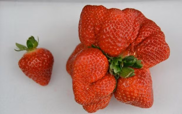Dâu tây nữ hoàng với giá 6825 yên (khoảng 60.94 USD)