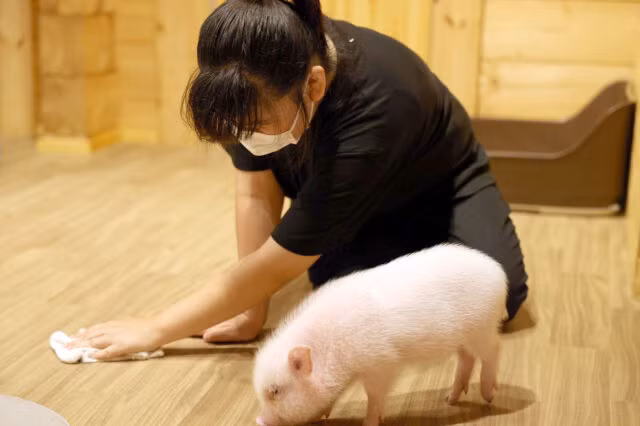 Cà phê cùng những chú heo siêu dễ cưng ở ngoại thành Tokyo-6