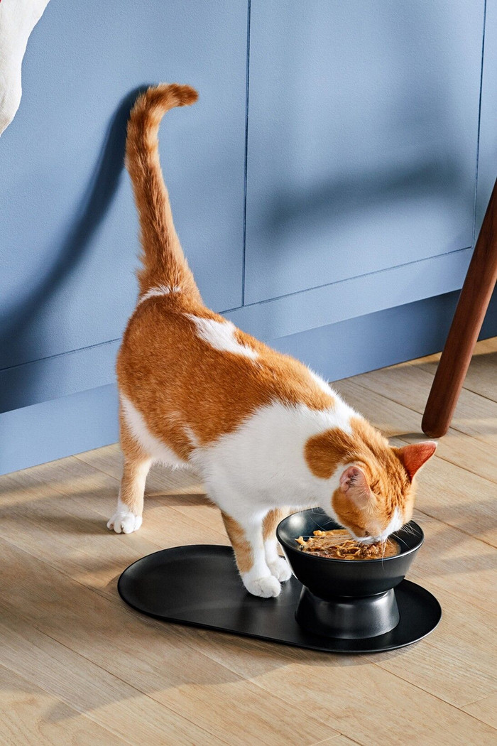 Jason Wu Cat Person