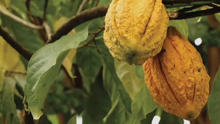 To’ak Chocolate - Loại socola đắt đỏ nhất hành tinh-3