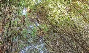 Xuyên rừng nguyên sinh khám phá đỉnh núi mới ở Tà Xùa ảnh 4