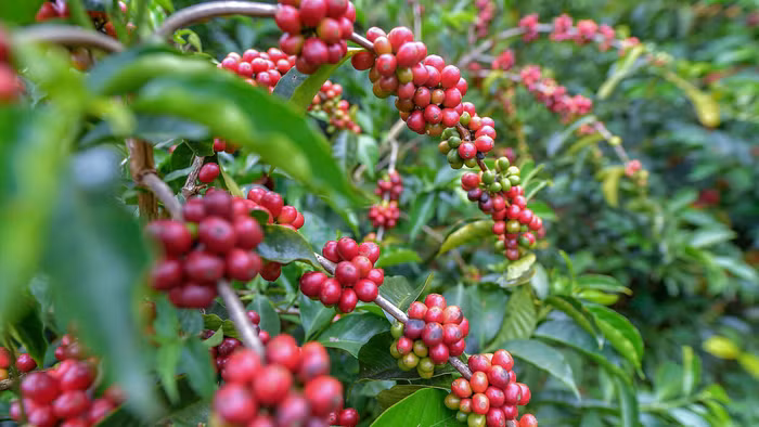 Có gì đặc biệt ở tách cà phê đắt nhất thế giới - 1