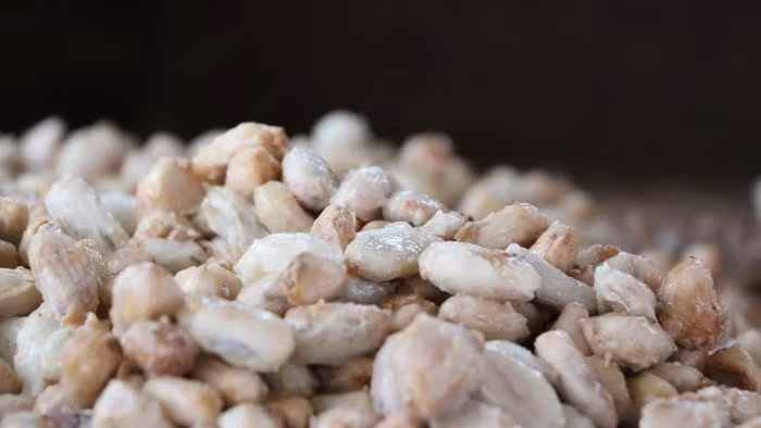 To’ak Chocolate - Loại socola đắt đỏ nhất hành tinh-5