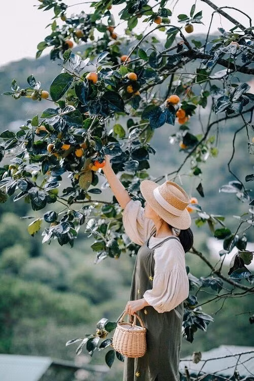 Bộ ảnh của mem Ghiền Đà Lạt ở vườn hồng chín đỏ đẹp 'như MV'