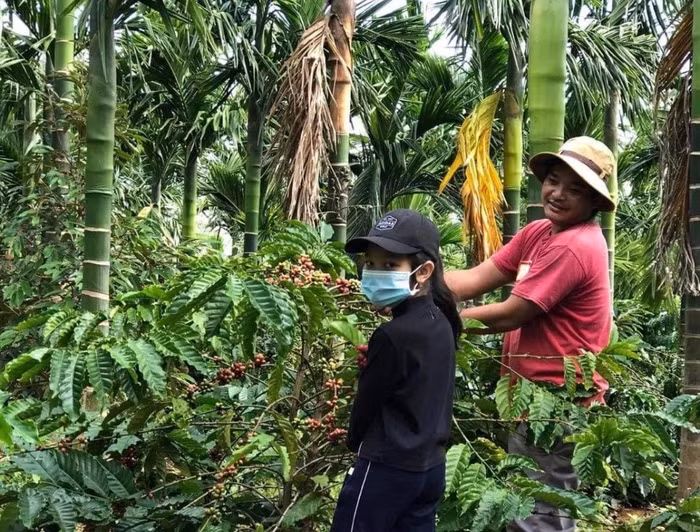Đến vụ mùa bà con trong Buôn lại đi làm đổi công cho nhau "tiếng cười nói vui như trẩy hội vang vọng khắp buôn làng".