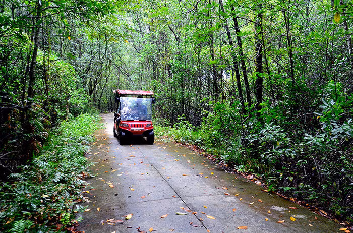 Khu Dự trữ sinh quyển rừng ngập mặn Cần Giờ - “Lá phổi xanh” của TP.HCM - 11