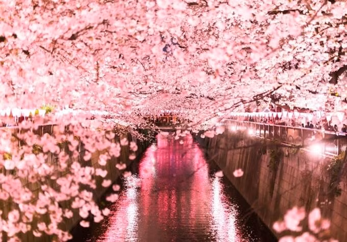 Lịch hoa anh đào nở